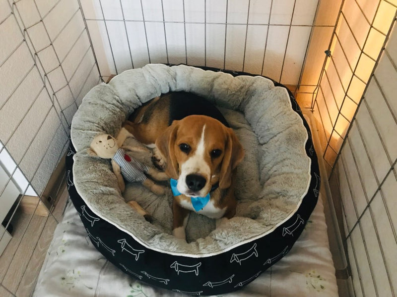 Puppy Pet Bed